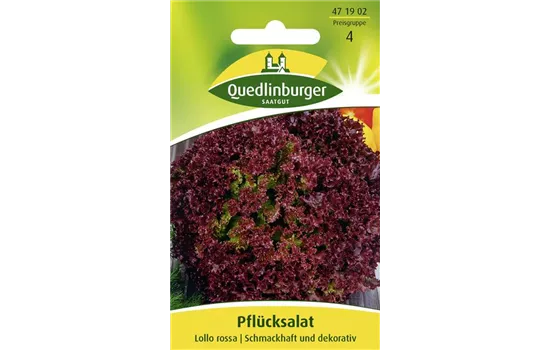 Pflücksalatsamen 'Lollo rosso'