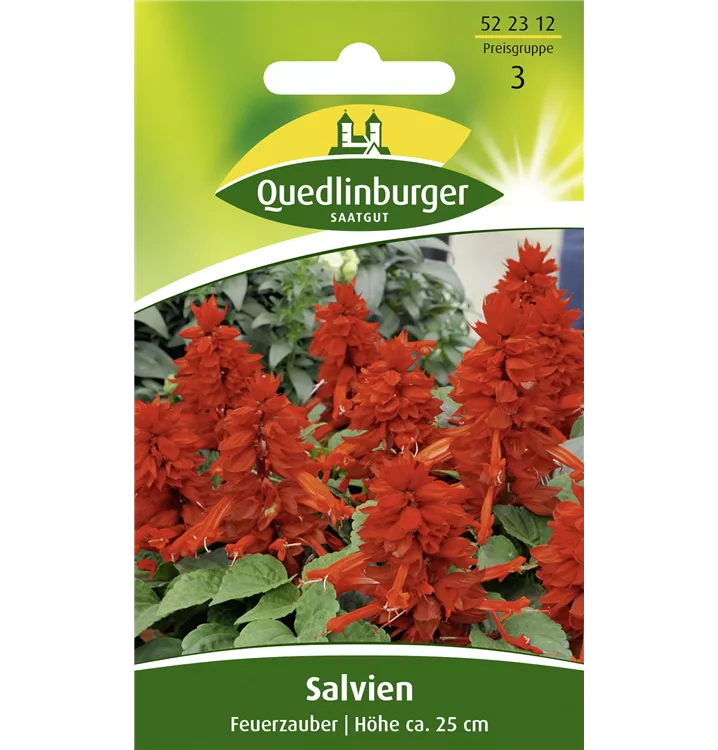 Salvia splendens 'Feuerzauber'