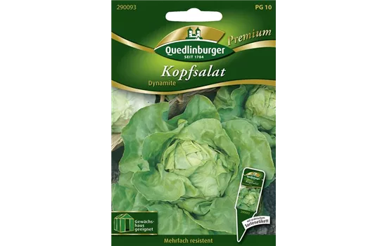 Kopfsalat 'Dynamite'