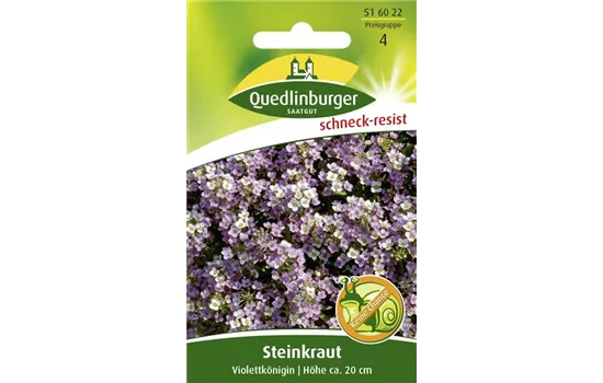 Duftsteinrichsamen 'Violettkönigin'