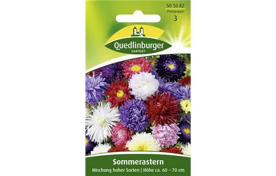 Sommerastersamen 'Hohe Sorten'