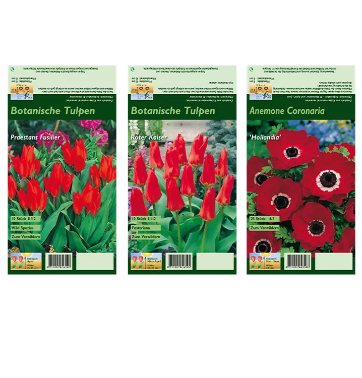 Blumenzwiebel Set 'Red Passion'