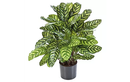 fleur ami CALATHEA Kunstpflanze