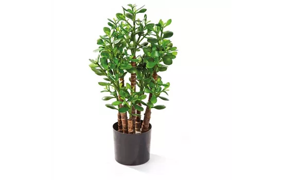 fleur ami CRASSULA OVATA Kunstpflanze