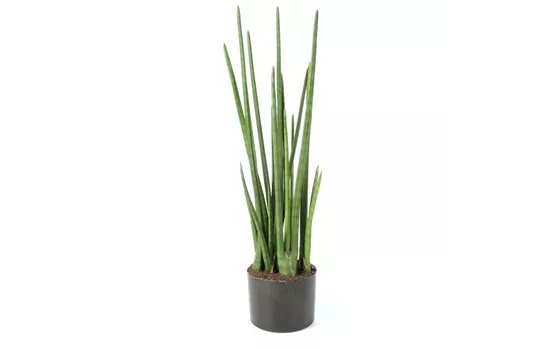 fleur ami SANSEVIERIA CYLINDRICA Kunstpflanze