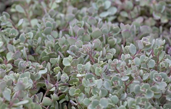 Sedum cauticola 'Lidakense'