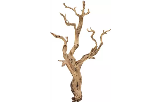 fleur ami Ghostwood