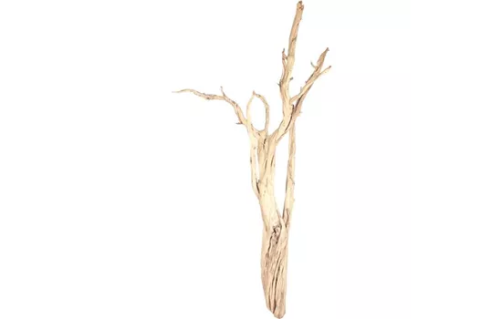 fleur ami Ghostwood