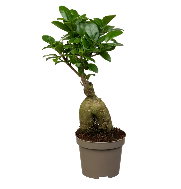 Ficus Ginseng