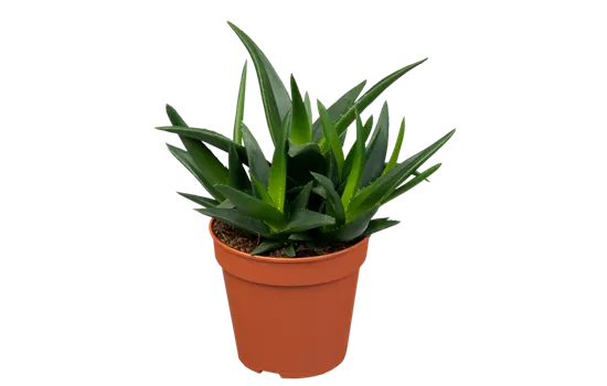 Haworthia 