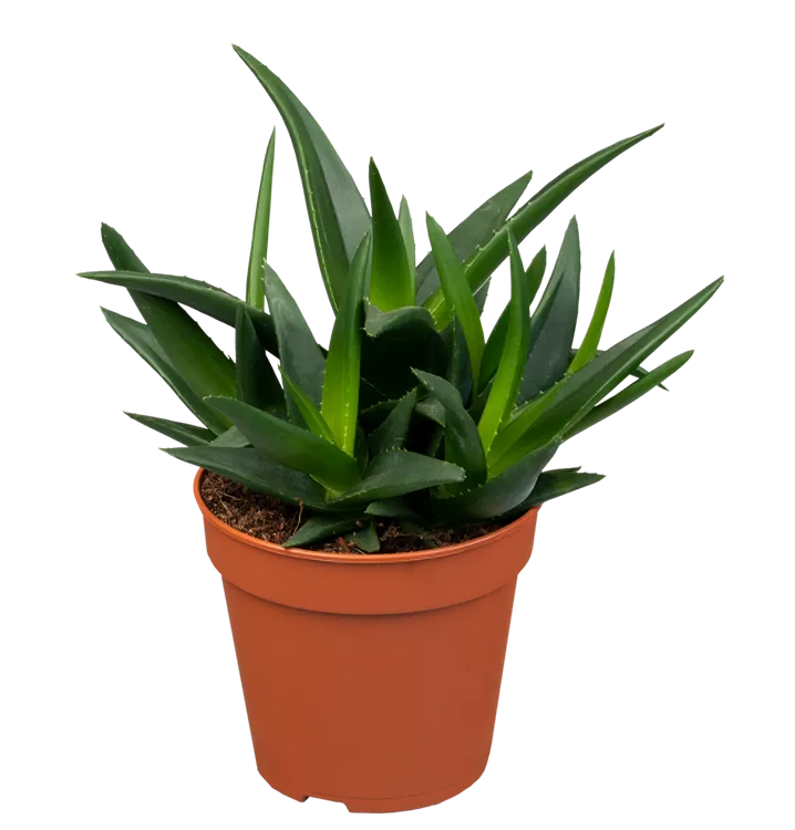 Haworthia West Jogoo