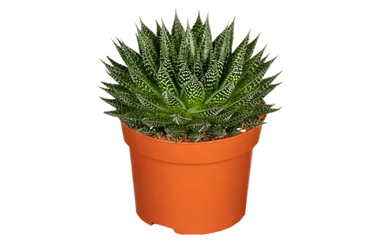 Aloe 'Magic'