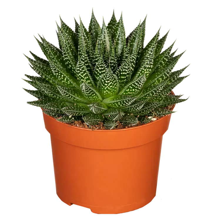 Aloe 'Magic'