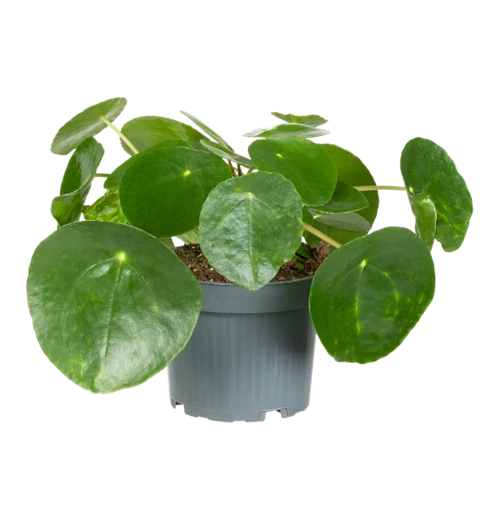 Pilea peperomioides