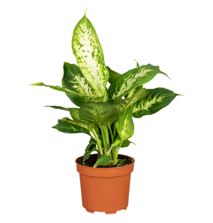 Dieffenbachia 'Compacta'