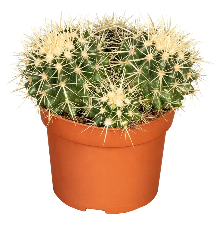 Echinocactus grusonia