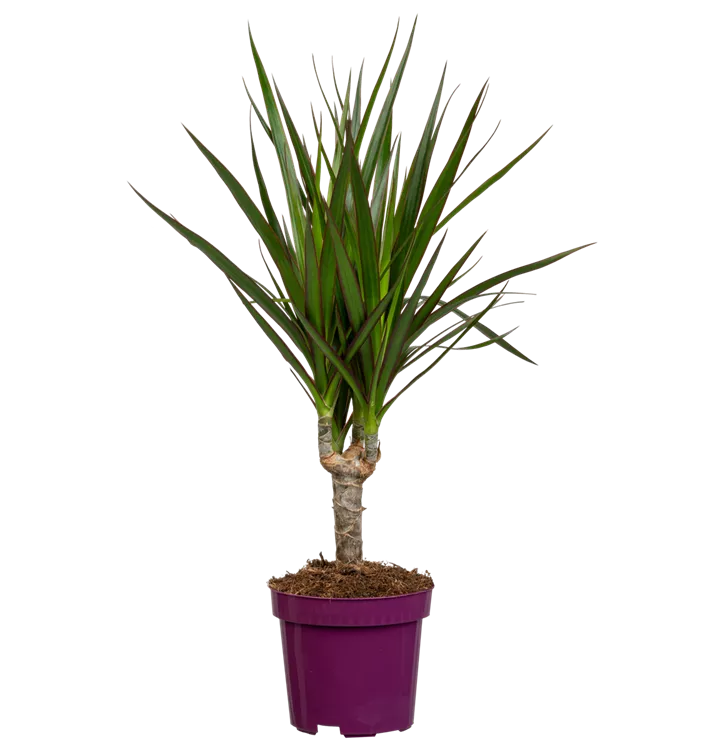 Dracaena marginata