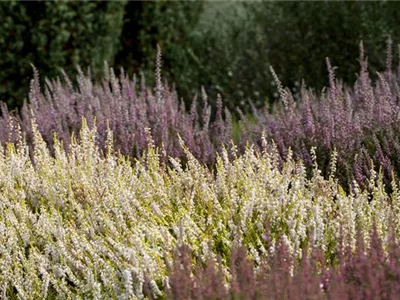 Calluna vulgaris - Besenheide