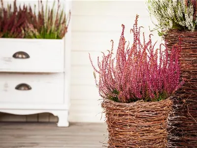 Calluna vulgaris - Besenheide