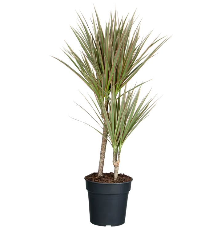 Dracaena bicolor