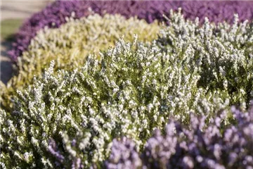 Der Heidegarten: Erholung und Idylle für Zuhause