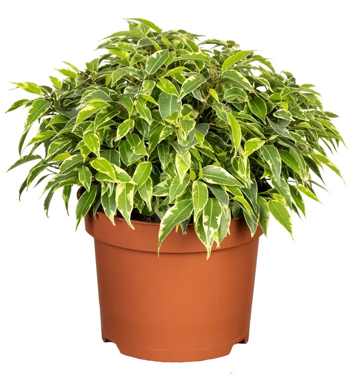 Ficus benjamina