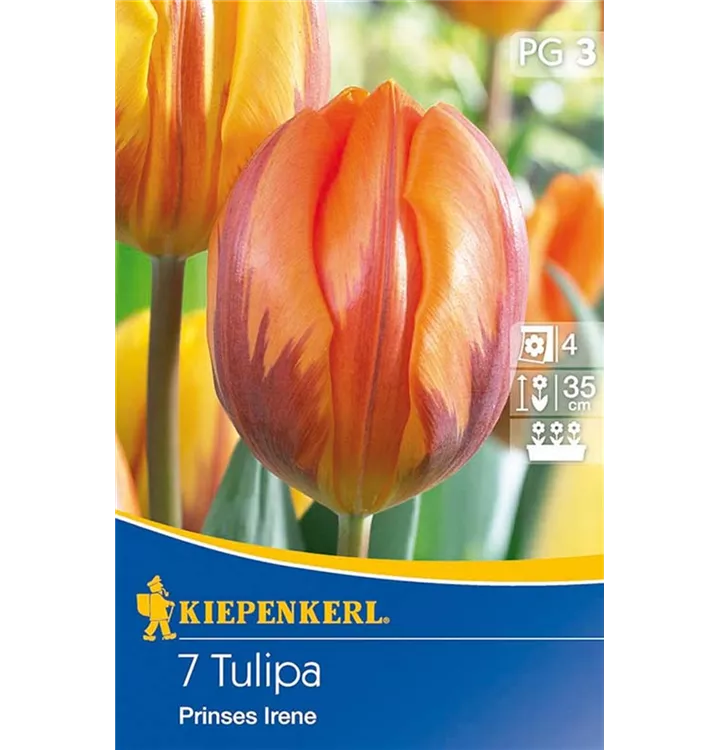 Tulpen