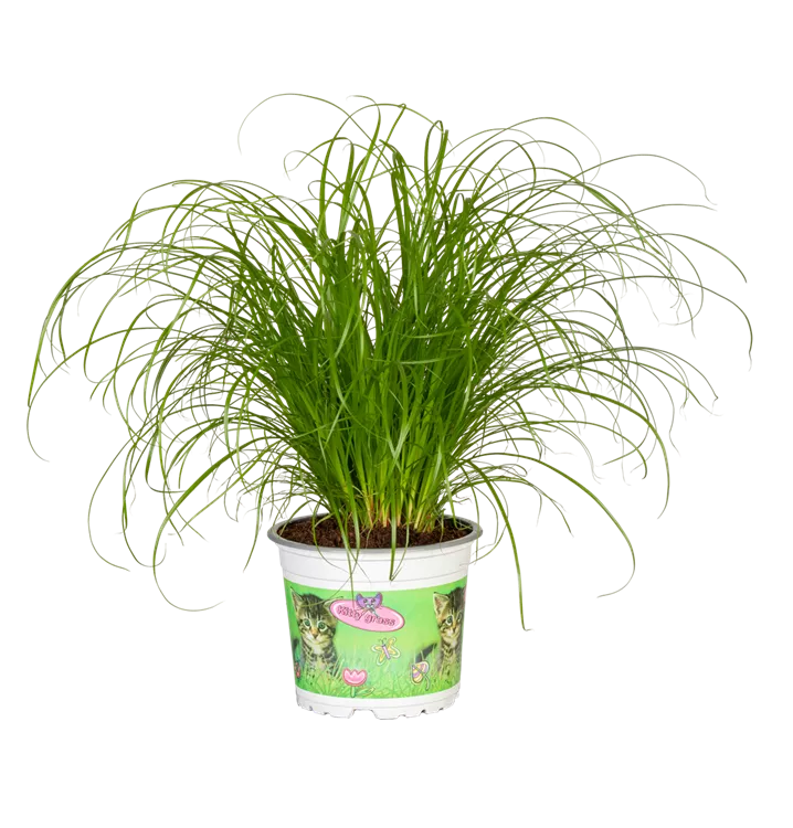 Cyperus zumula