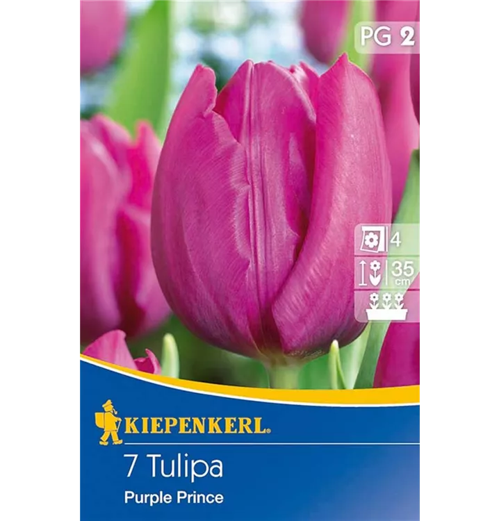 Tulpen