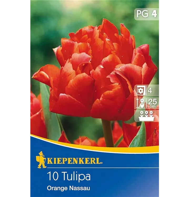 Tulpen