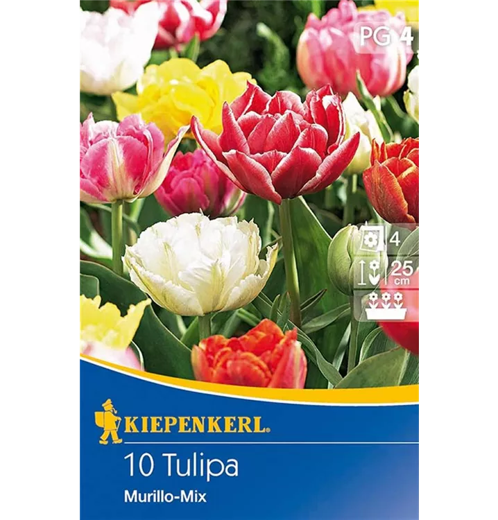 Tulpen