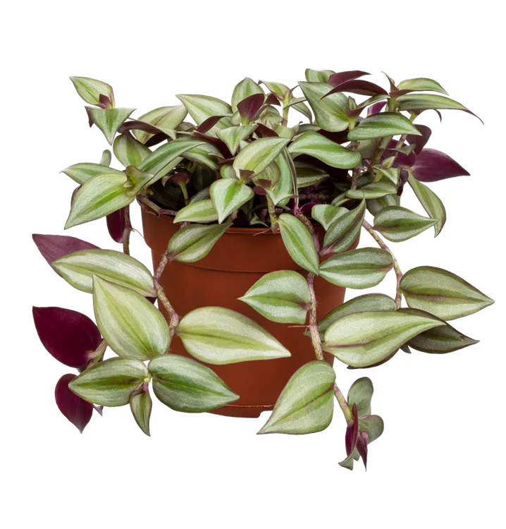 Tradescantia zebra