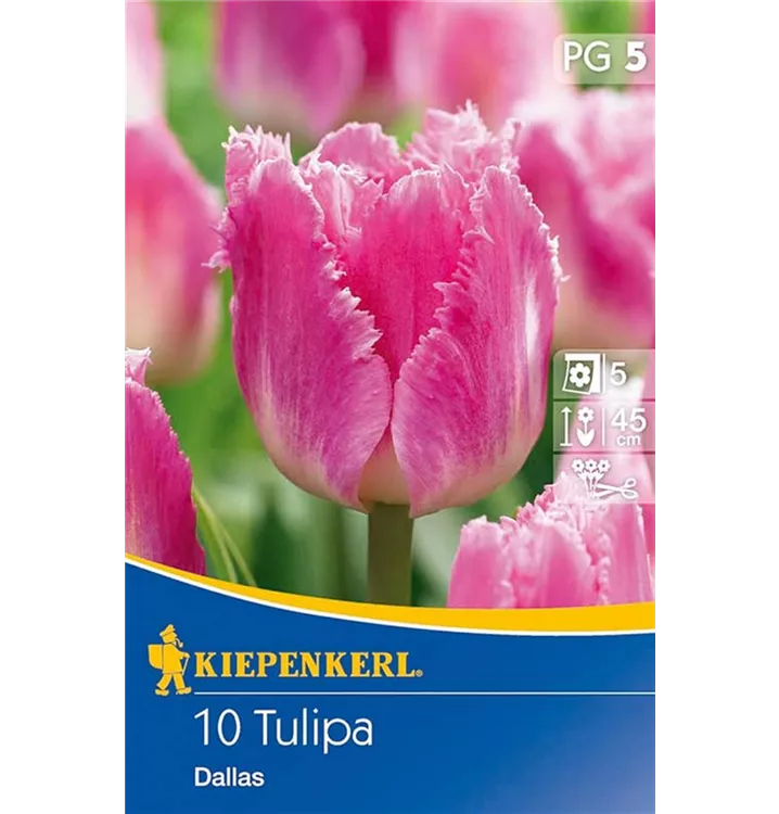 Tulpen