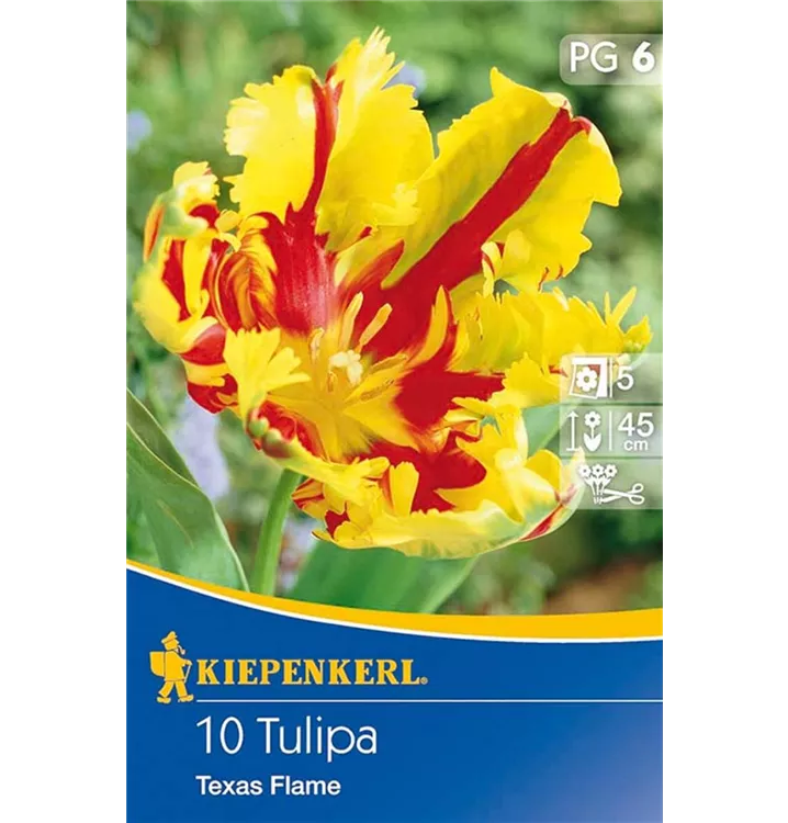 Tulpen