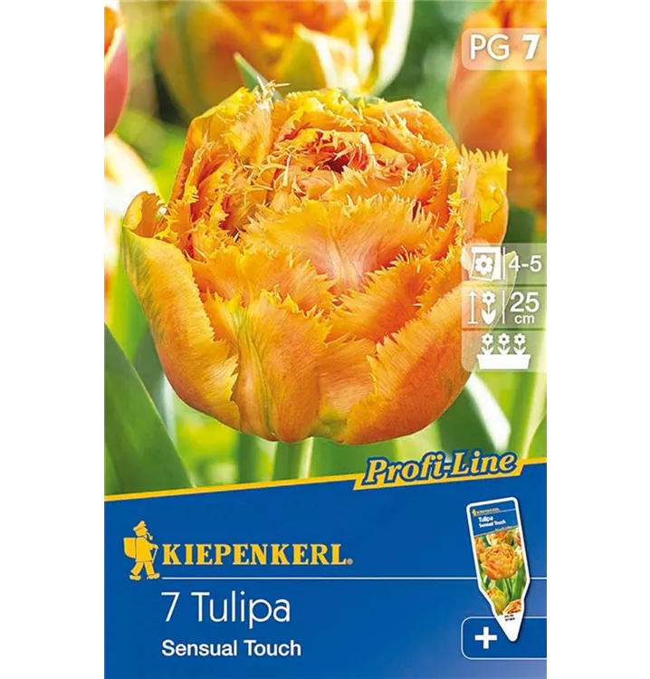 Tulpen