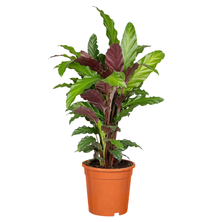 Calathea rufibarba