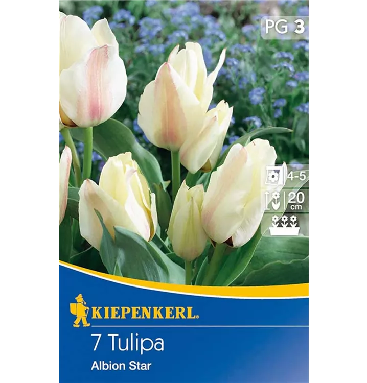 Tulpen