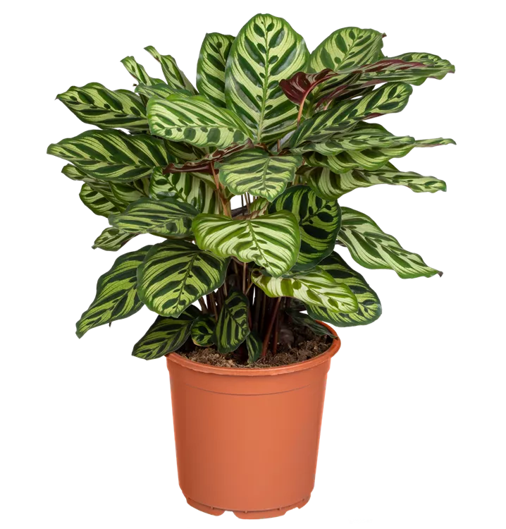 Calathea Makoyana