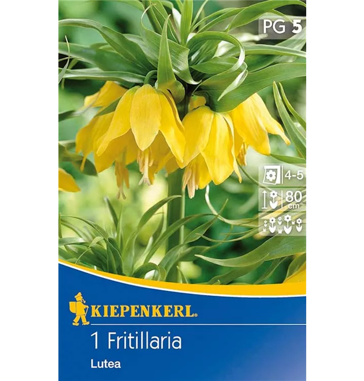 Fritillaria