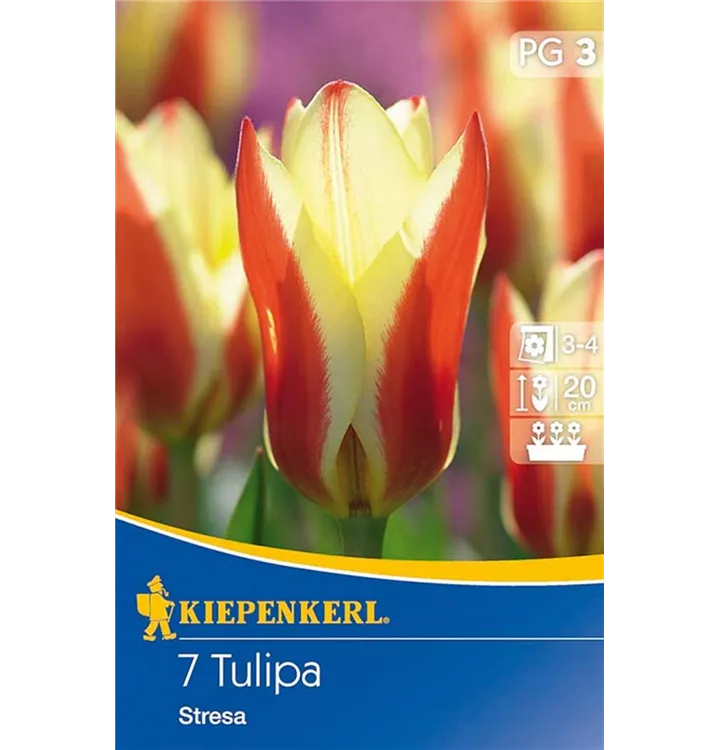 Tulpen