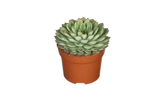 Echeveria