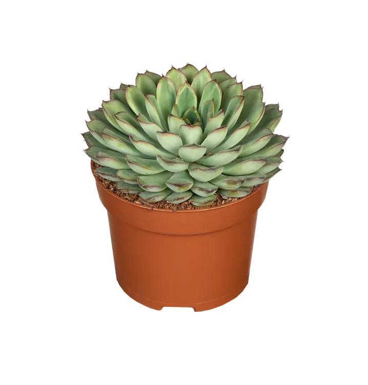 Echeveria pulidonis