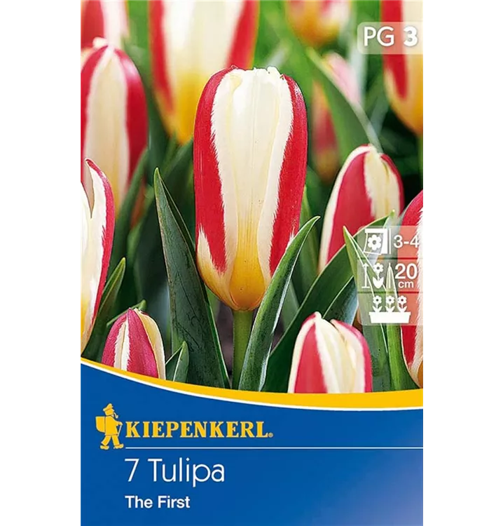 Tulpen