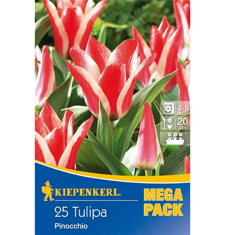 Tulpen