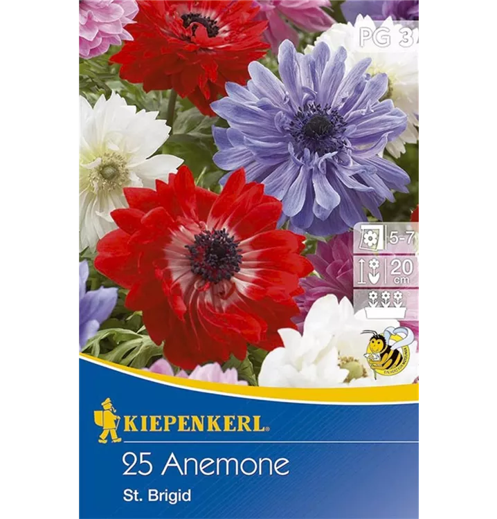 Anemonen