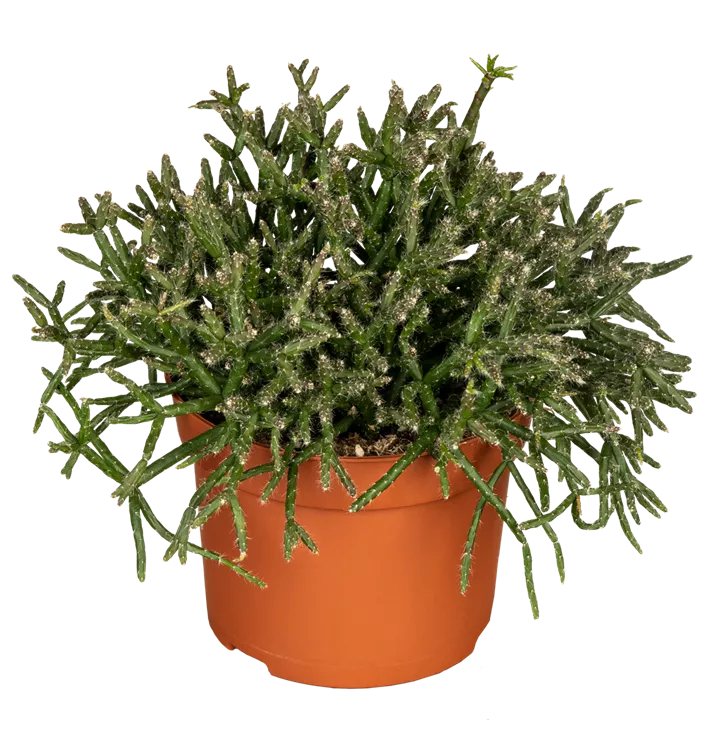 Rhipsalis burchellii