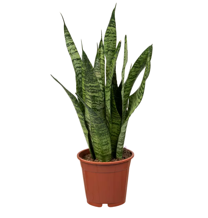 Sansevieria Zeylanica