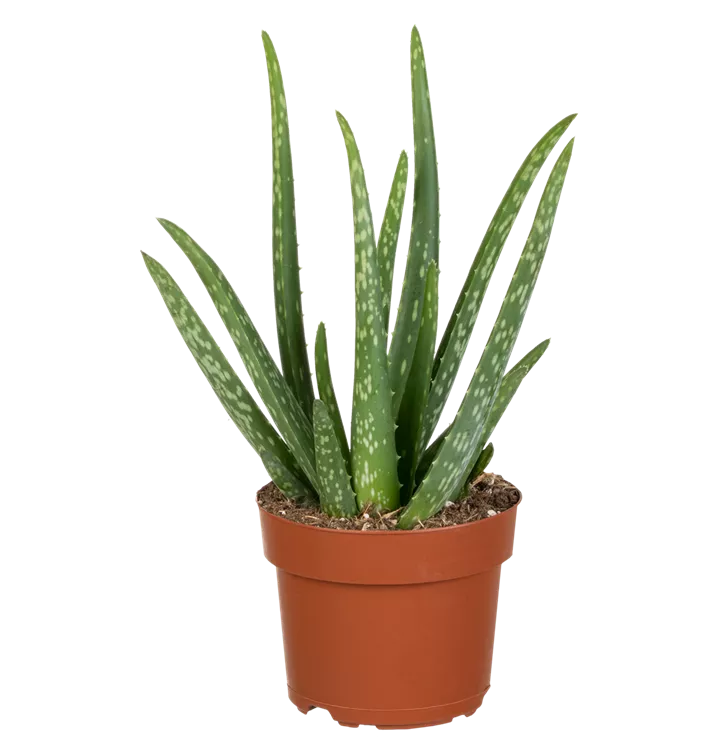 Aloe vera