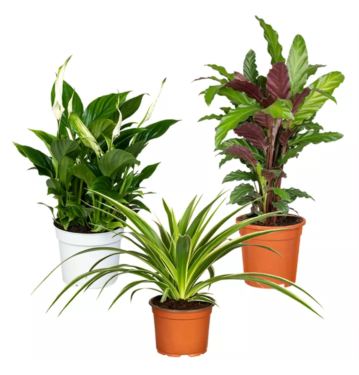 Zimmerpflanzen Set 'Homeofficeplants'