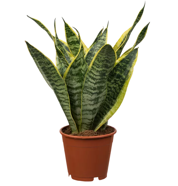 Sansevieria trifasciata 'Futura Superba'